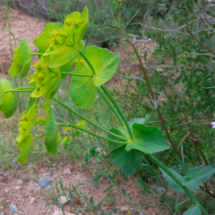 Euphorbia serrata ; Euphorbe dentée ; Session Haut-Languedoc, Les Douses, mai 2018 ; ©Photo Gérard Rivet