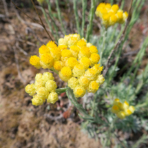 Helichrysum stoechas ; Immortelle des dunes, Immortelle jaune ; Session Haut-Languedoc, Les Douses, mai 2018 ; ©Photo Gérard Rivet