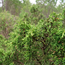 Juniperus phoenicea ; Genevrier de phoenicie, Lycien ; Session Haut-Languedoc, Les Douses, mai 2018 ; ©Photo Gérard Rivet