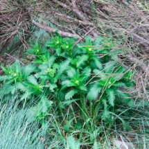 Leucanthemum subglaucum ; Marguerite vert-glauque, Leucanthème vert-glauque ; Session Haut-Languedoc mai 2018, Marcoussel ; ©Photo Gérard Rivet