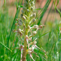 Himantoglossum hircinum ; Orchis bouc, Himantoglosse à odeur de bouc ; Session Haut-Languedoc mai 2018, Laurens ; ©Photo René Suard