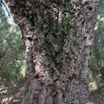 Quercus suber ; Chêne liège, Surier ; Session Haut-Languedoc mai 2018, Laurens ; ©Photo Sabine Seynaeve