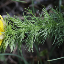 Adonis vernalis, Adonis de printemps, Les Follatères (Valais Suisse), ©Photo Alain Benard