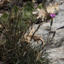 Dianthus saxicola, Pipolet, Les Follatères (Valais Suisse), ©Photo Alain Benard