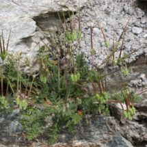 Erodium cicutarium, Érodium à feuilles de ciguë, Les Follatères (Valais Suisse), ©Photo Alain Benard