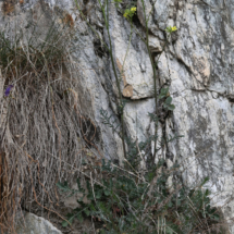 Erucastrum nasturtiifolium, Fausse roquette à feuilles de cresson, Les Follatères (Valais Suisse), ©Photo Alain Benard