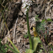 Neotinea ustulata, Orchis brûlé, Les Follatères (Valais Suisse), ©Photo Alain Benard