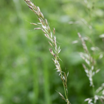 Arrhenatherum elatius ; Fromental élevé, Ray-grass français ; Saint-Jean-de-Chevelu (Savoie), ©Photo Alain Benard
