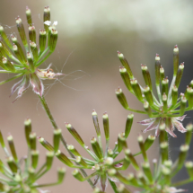 Chaerophyllum temulum ; Chérophylle penché, Couquet ; Saint-Jean-de-Chevelu (Savoie), ©Photo Alain Benard