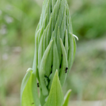 Himantoglossum hircinum ; Orchis bouc, Himantoglosse à odeur de bouc ; Saint-Jean-de-Chevelu (Savoie), ©Photo Alain Benard