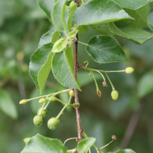 Prunus mahaleb, Bois de sainte Lucie, Saint-Jean-de-Chevelu (Savoie), ©Photo Alain Benard