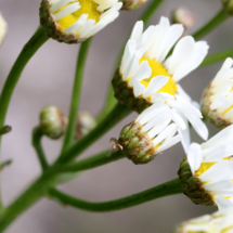Tanacetum corymbosum ; Tanaisie en corymbe, Marguerite en corymbes, Chrysanthème en corymbe ; Saint-Jean-de-Chevelu (Savoie), ©Photo Alain Benard