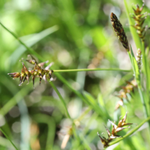 Carex davalliana, Laîche de Davall, Carex de Davall ; Sommand, Tourbière haute à sphaignes très acide, (Mieussy) ; ©Photo Alain Benard