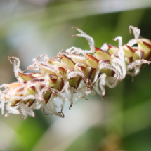 Carex davalliana, Laîche de Davall, Carex de Davall ; Sommand, Tourbière haute à sphaignes très acide, (Mieussy) ; ©Photo Alain Benard