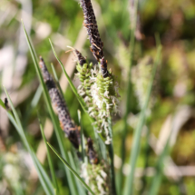 Carex nigra, Laîche vulgaire, Laîche noire ; Sommand, Tourbière haute à sphaignes très acide, (Mieussy) ; ©Photo Alain Benard