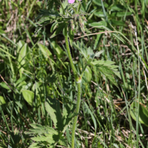 Geranium sylvaticum, Géranium des bois, Pied-de-perdrix ; Sommand, Tourbière haute à sphaignes très acide, (Mieussy) ; ©Photo Alain Benard