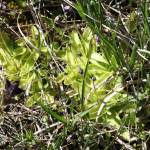 Pinguicula vulgaris, Grassette commune, Grassette vulgaire ; Sommand, Tourbière haute à sphaignes très acide, (Mieussy) ; ©Photo Alain Benard