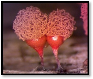 Arcyria helvetica, Arcyriaceae, ©Photo El Hacène Seraoui