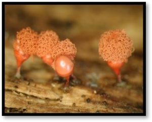 Arcyria helvetica, Arcyriaceae, ©Photo El Hacène Seraoui