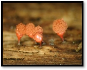Arcyria helvetica, Arcyriaceae, ©Photo El Hacène Seraoui