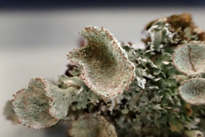 Cladonia pixidata, Le Semnoz commune de Quintal, ©Photo Alain Benard