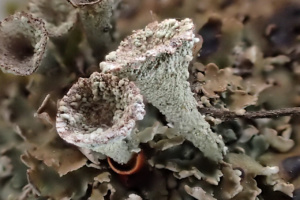 Cladonia pocillum, Le Semnoz commune de Quintal, © Photo Alain Benard