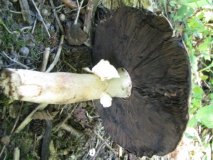 Agaricus silvicola, Agaricus anisé, ©Photo Didier Hamerel