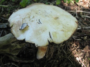 Agaricus silvicola, Agaricus anisé, ©Photo Didier Hamerel