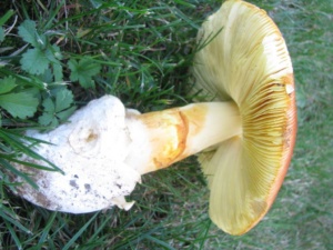 Amanita caesarea ; Amanite des césars, Oronge, ©Photo Didier Hamerel