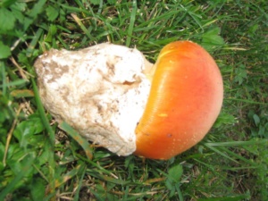 Amanita caesarea ; Amanite des césars, Oronge, ©Photo Didier Hamerel
