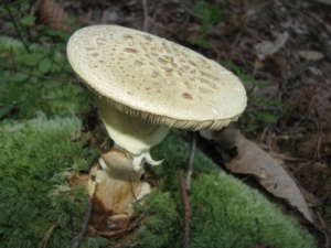 Amanita citrina, Amanite citrine, ©Photo Didier Hamerel