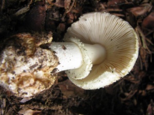 Amanita citrina, Amanite citrine, ©Photo Didier Hamerel