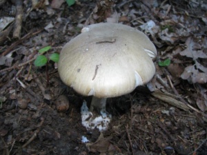 Amanita phalloides ; Amanite phalloïde, Cigüe verte ; ©Photo Didier Hamerel