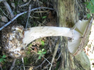 Amanita porphyria, Amanite porphyre, ©Photo Didier Hamerel