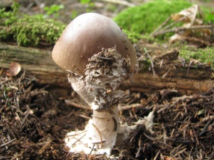 Amanita porphyria, Amanite porphyre, ©Photo Didier Hamerel