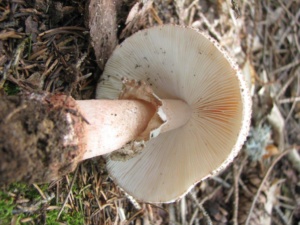 Amanita rubescens ; Amanite rougissante, Amanite vineuse, Golmotte, Oronge vineuse ; ©Photo Didier Hamerel