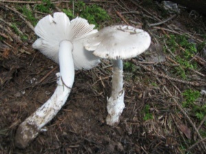 Amanita vaginata ; Grisette, Coulemelle, Amanite vaginée, ©Photo Didier Hamerel