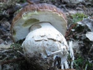 Boletus edulis, Cèpe de Bordeaux, ©Photo Didier Hamerel