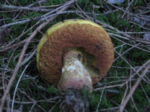 Boletus luridus, Bolet blafard, ©Photo Didier Hamerel