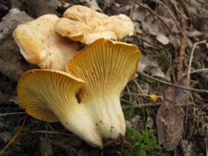 Cantharellus pallens, Girolle pruineuse, ©Photo Didier Hamerel