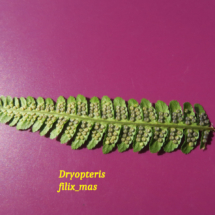 Dryopteris filix-mas, Fougère mâle