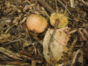 Macrocystidia cucumis, Naucorie à odeur de concombre, Bois de Sévrier en bas du Semnoz (74), ©Didier Hamerel