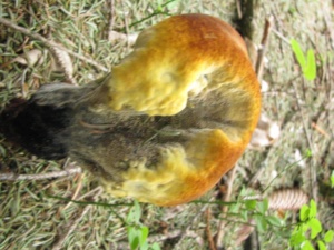 Phaeolus schweinitzii ; Polypore éponge, Polypore des teinturiers