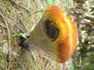 Phaeolus schweinitzii ; Polypore éponge, Polypore des teinturiers ; ©Photo Didier Hamerel