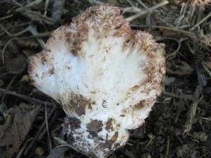 Ramaria botrytis, Clavaire choux-fleur, ©Photo Didier Hamerel