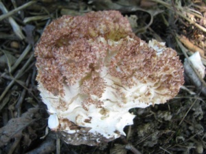 Ramaria botrytis, Clavaire choux-fleur, ©Photo Didier Hamerel