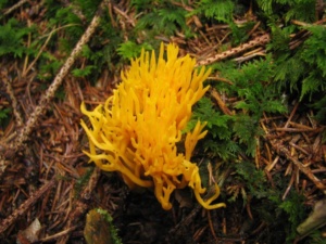 Calocera viscosa, Calocère visqueuse, ©Photo Didier Hamerel