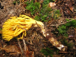 Calocera viscosa, Calocère visqueuse, ©Photo Didier Hamerel