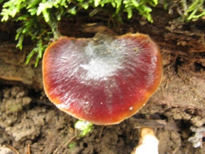 Ganoderma lucidum, Ganoderme luisant, ©Photo Didier Hamerel
