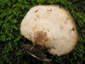 Ganoderma lucidum, Ganoderme luisant, ©Photo Didier Hamerel